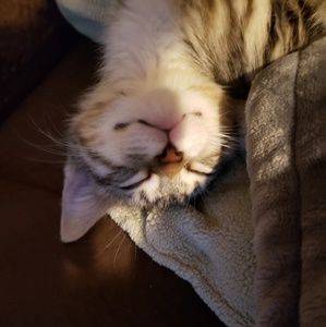 Meet your Posher, Billy